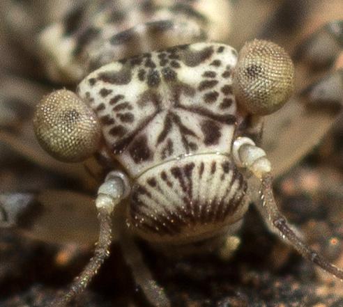 Réf. 203 806 : Mesopsocus immunis